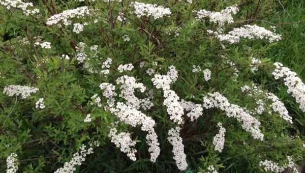 2 спіреї сіра spiraea x cinerea